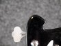 Rickenbacker 4003/4 , Jetglo: Free image