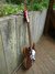 Rickenbacker 330/6 WB, Ruby: Free image