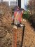 Rickenbacker 4004/4 Mod, Fireglo: Headstock