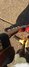 Rickenbacker 4004/4 Mod, Fireglo: Neck - Front