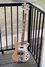 Rickenbacker 4001/4 , Mapleglo: Full Instrument - Front