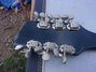 Rickenbacker 360/12 Refin, Black: Headstock - Rear