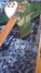 Rickenbacker 330/6 SPC, British Racing Green: Free image