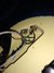 Rickenbacker 4003/4 BH BT, White: Free image