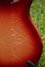 Rickenbacker 660/12 TP, Fireglo: Close up - Free2