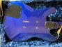 May 1987 Rickenbacker 2030/4 , Midnightblue: Body - Rear