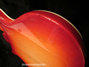 Rickenbacker 620/6 , Fireglo: Free image