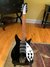 Rickenbacker 325/6 C64, Jetglo: Full Instrument - Front