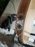 Rickenbacker 360/6 V64, Mapleglo: Close up - Free