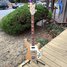 Rickenbacker 4003/4 , Mapleglo: Full Instrument - Front