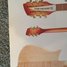 Rickenbacker 610/12 VP, Fireglo: Headstock - Rear