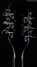 Rickenbacker 360/12 , Jetglo: Headstock - Rear
