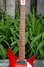 Rickenbacker 350/6 V63, Fireglo: Neck - Front
