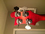 Rickenbacker 4003/4 , Fireglo: Headstock - Rear