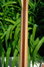 Rickenbacker 381/6 V69, Mapleglo: Neck - Rear