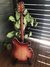 Rickenbacker 360/12 , Fireglo: Full Instrument - Rear