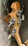 Rickenbacker 4003/4 , Mapleglo: Headstock - Rear