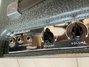 Rickenbacker M-11/amp , Gray: Full Instrument - Rear