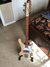 Rickenbacker 4003/4 C64S, Satin Mapleglo: Full Instrument - Front