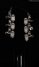 Rickenbacker 1993/12 Plus, Jetglo: Headstock - Rear