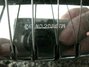 Rickenbacker B Post War/6 LapSteel, Black: Close up - Free2