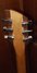 Rickenbacker 650/6 Dakota, Natural Walnut: Headstock - Rear