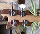 Rickenbacker 4003/4 AC Al Cisneros model, Natural Walnut: Headstock - Rear