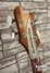 Rickenbacker 4001/4 V63, Mapleglo: Headstock