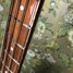 Rickenbacker 4003/4 S, Mapleglo: Neck - Front