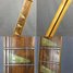 Rickenbacker 360/6 , Mapleglo: Neck - Front