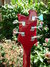 Rickenbacker 4003/5 S, Ruby: Headstock - Rear