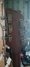 Rickenbacker 450/6 Refin, Natural: Free image
