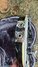 Rickenbacker 620/12 , Jetglo: Close up - Free