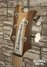 Rickenbacker 4003/5 , Natural Walnut: Headstock