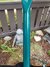 Rickenbacker 330/6 , Turquoise: Neck - Rear