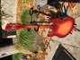 Rickenbacker 330/12 , Fireglo: Full Instrument - Rear
