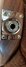 Rickenbacker 650/6 Dakota, Natural Walnut: Close up - Free