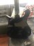 Mar 1988 Rickenbacker 610/6 , Jetglo: Body - Rear