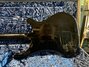 Sep 2014 Rickenbacker 4003(LH)/4 , Jetglo: Body - Rear