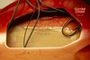 Rickenbacker 360/12 , Fireglo: Close up - Free