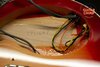 Rickenbacker 620/6 , Fireglo: Close up - Free