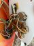 Rickenbacker 625/6 , Fireglo: Free image