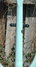 Rickenbacker 381/12 V69, Blue Boy: Neck - Rear