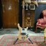 Rickenbacker 4001/4 C64, Mapleglo: Full Instrument - Front