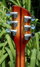 Rickenbacker 360/6 WB, Walnut: Headstock - Rear