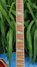 Rickenbacker 360/6 , Walnut: Neck - Front