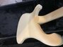 Jun 1976 Rickenbacker 4001/4 BT, White: Body - Rear