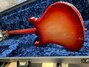 Rickenbacker 4003/4 , Fireglo: Full Instrument - Rear