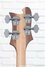 Rickenbacker 4003/4 AC Al Cisneros model, Natural Walnut: Headstock - Rear