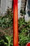 Rickenbacker 360/6 , Fireglo: Neck - Rear